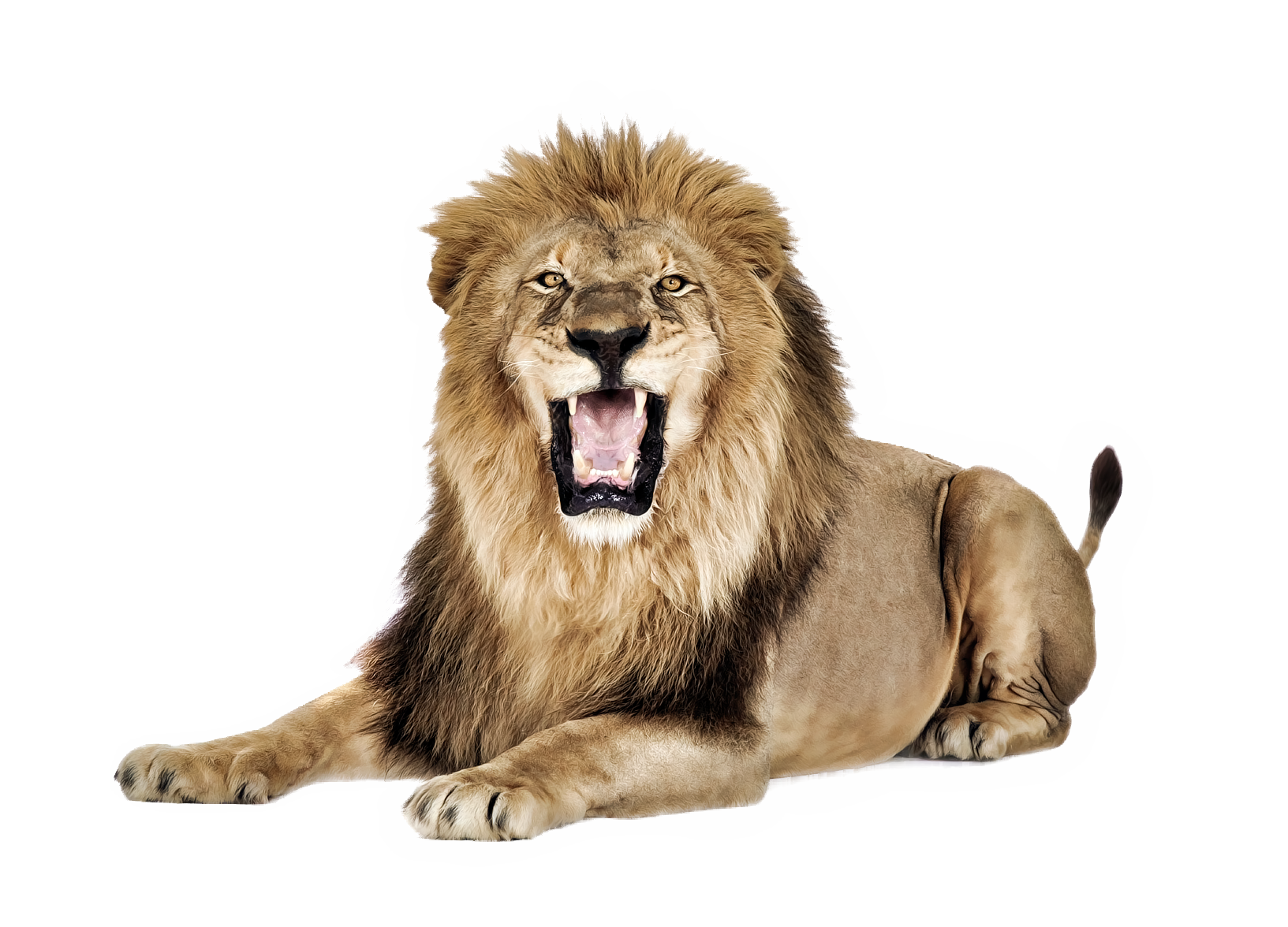 Golden lion face vector, Imag