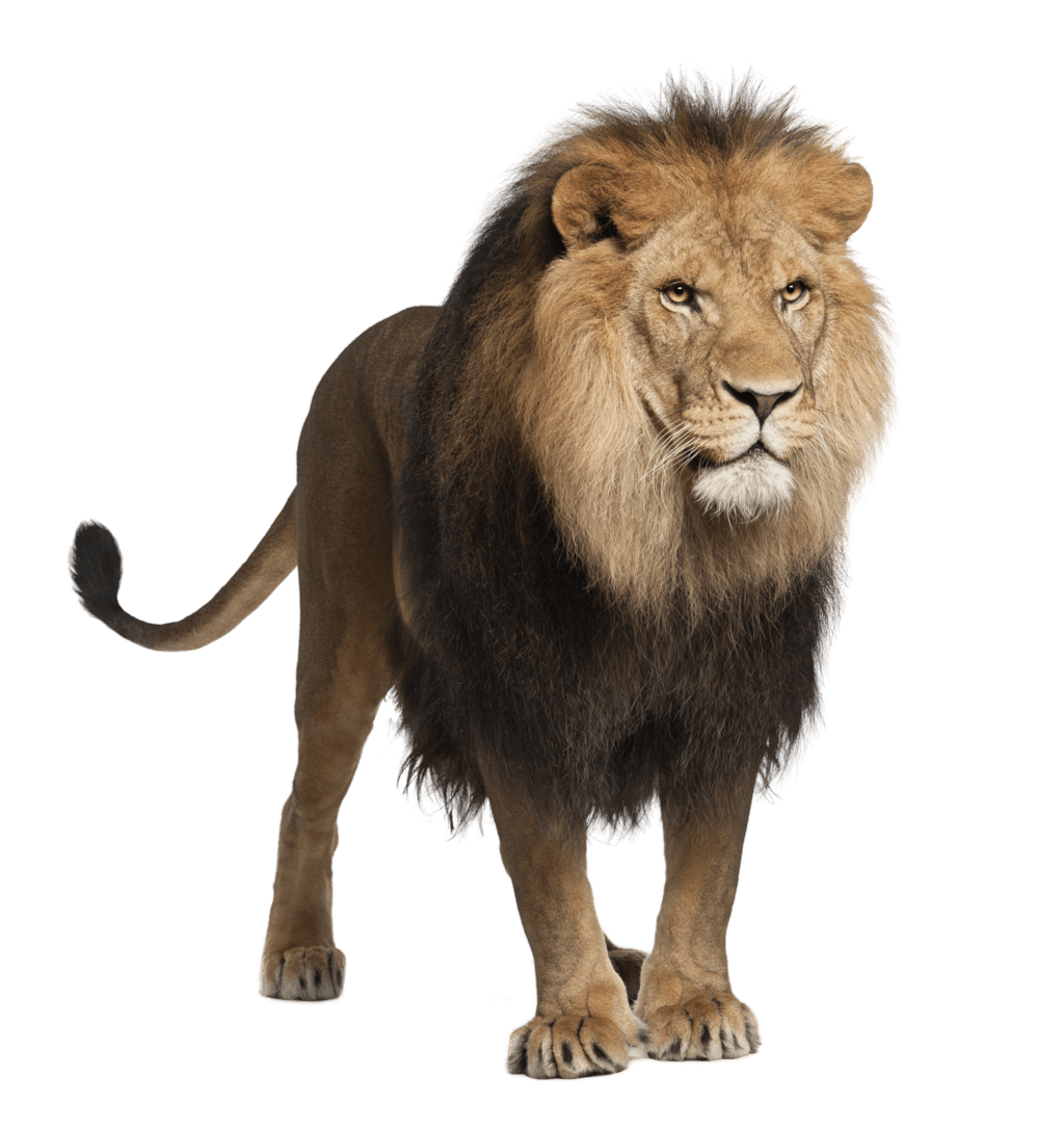Lion And Den PNG - 158634
