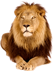 Lion Assis PNG - 168272