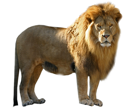 Lion PNG - 11381