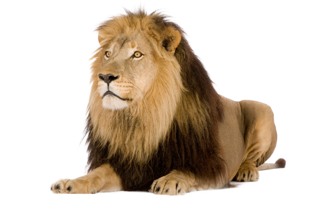 Download Lion Roar PNG image