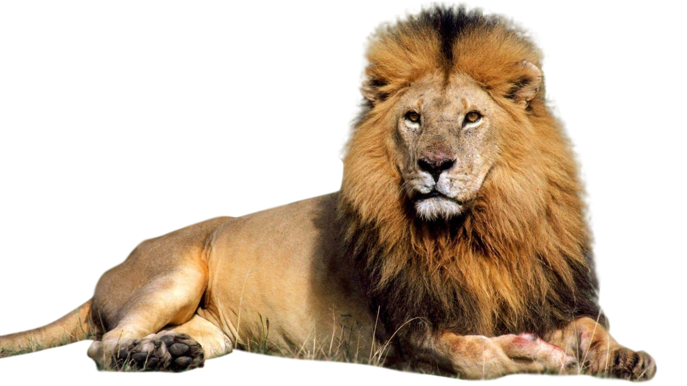 Lion PNG - 11376