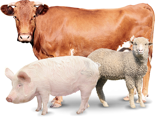 Livestock Show Animal PNG - 164710