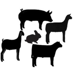 Livestock Show Animal PNG - 164700