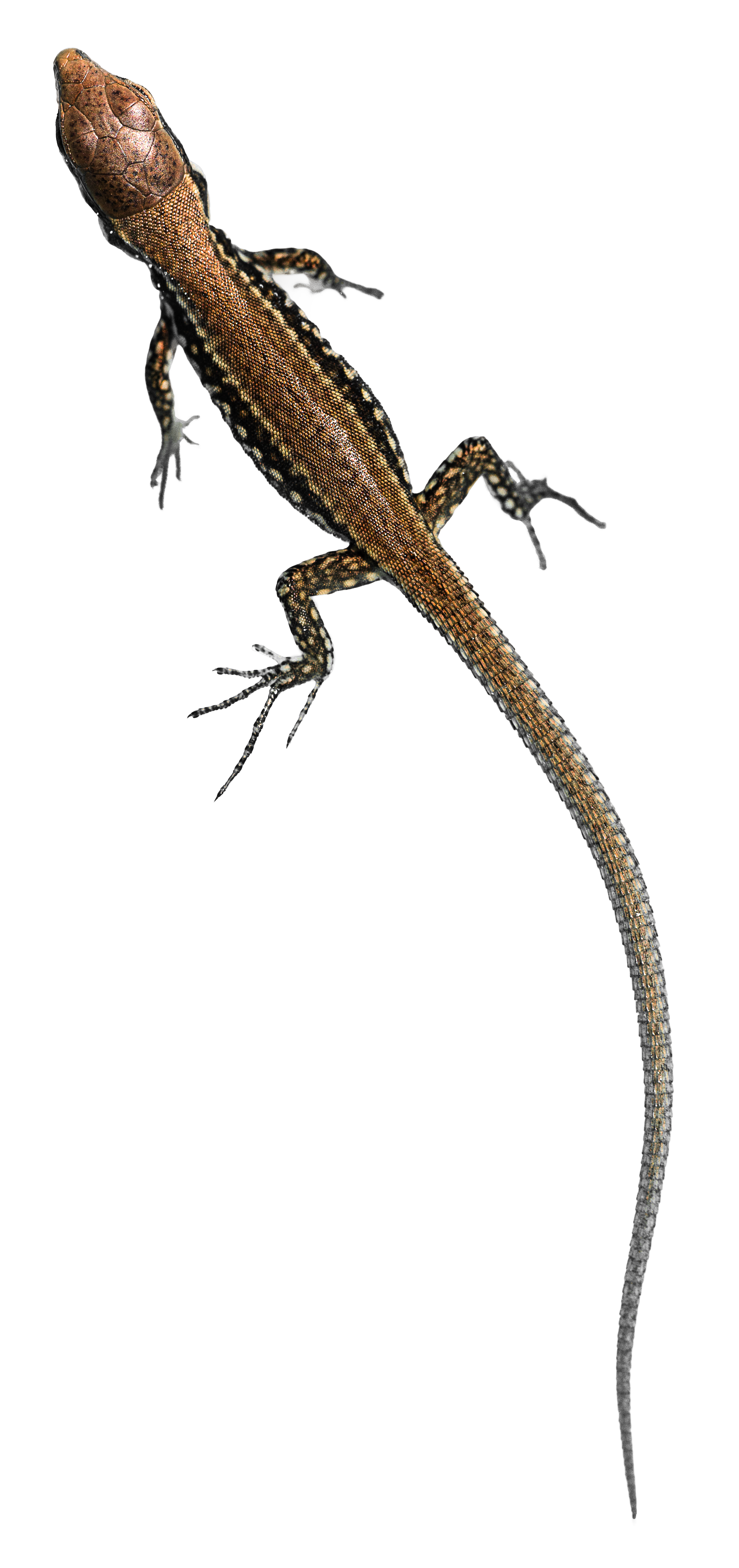 Lizard HD PNG - 119752