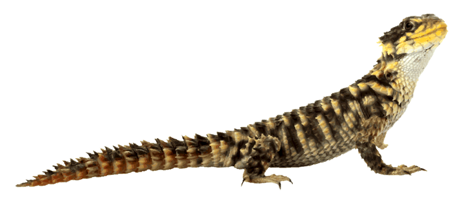 Lizard PNG Transparent Image