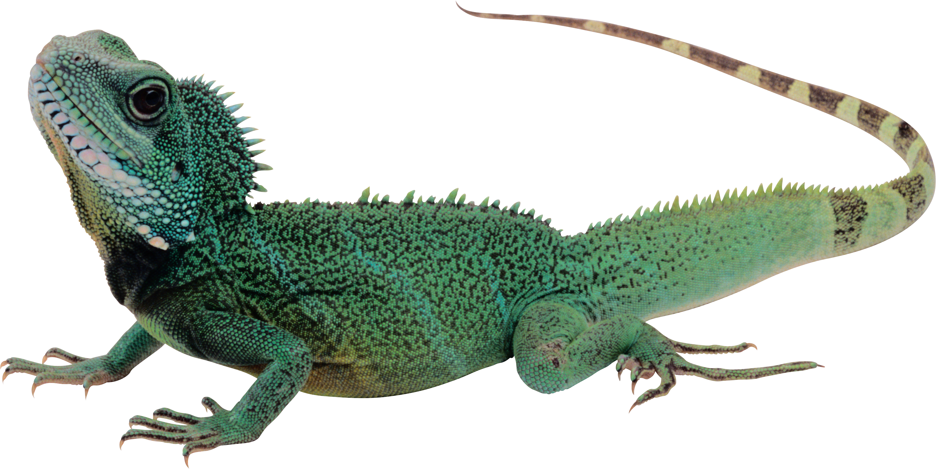 Lizard HD PNG - 119756