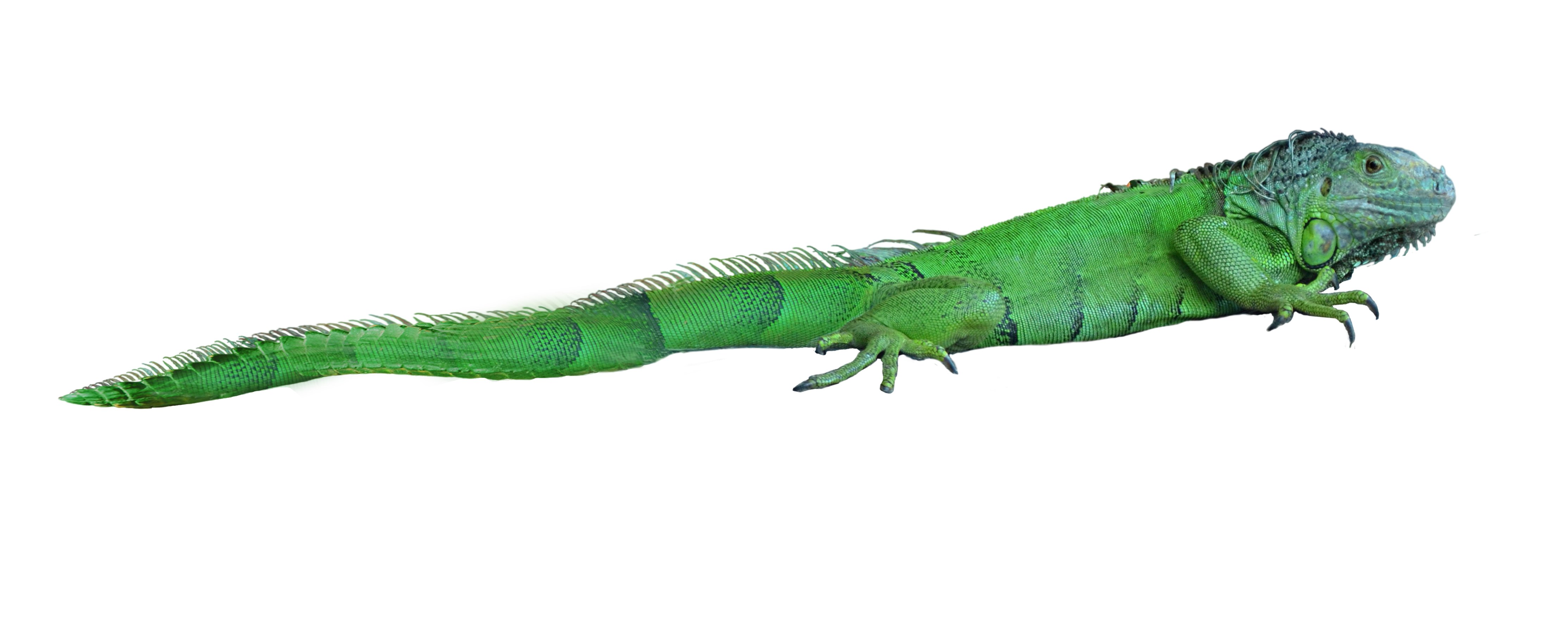Lizard HD PNG - 119753