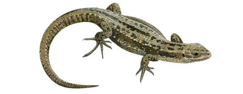Lizard PNG - 26260