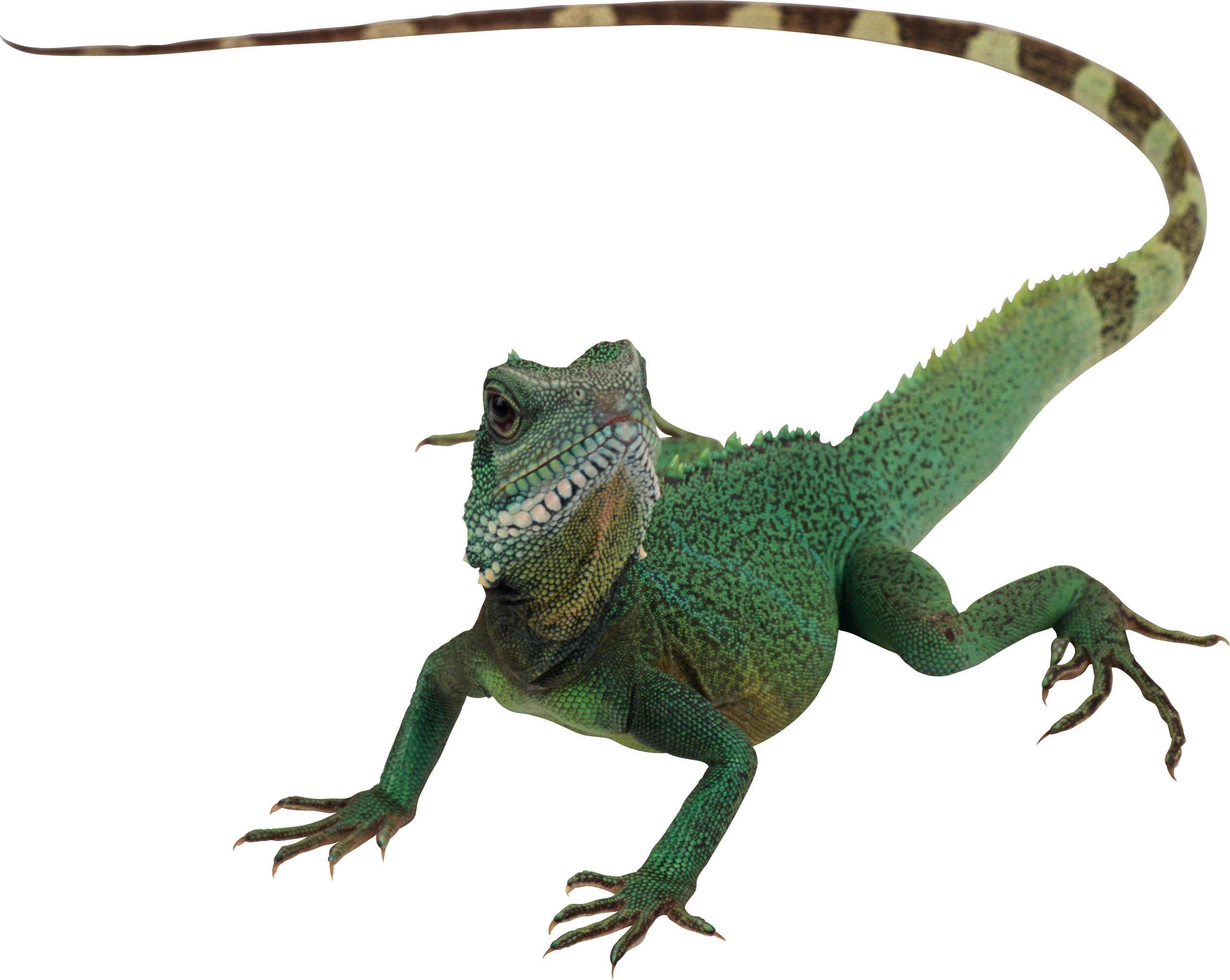 Lizard PNG - 26255