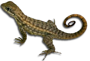 Lizard PNG - 26252