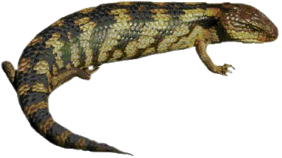Lizard PNG - 26256