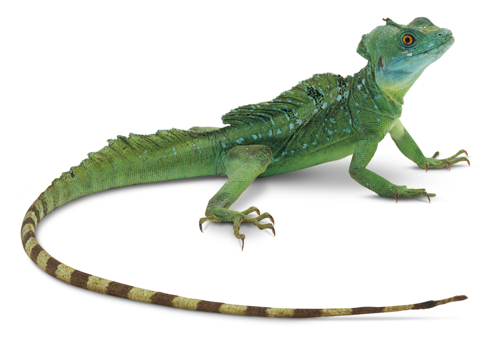 Green Lizard Clipart by Miste