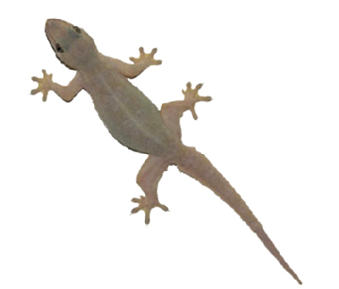 Lizard PNG HD