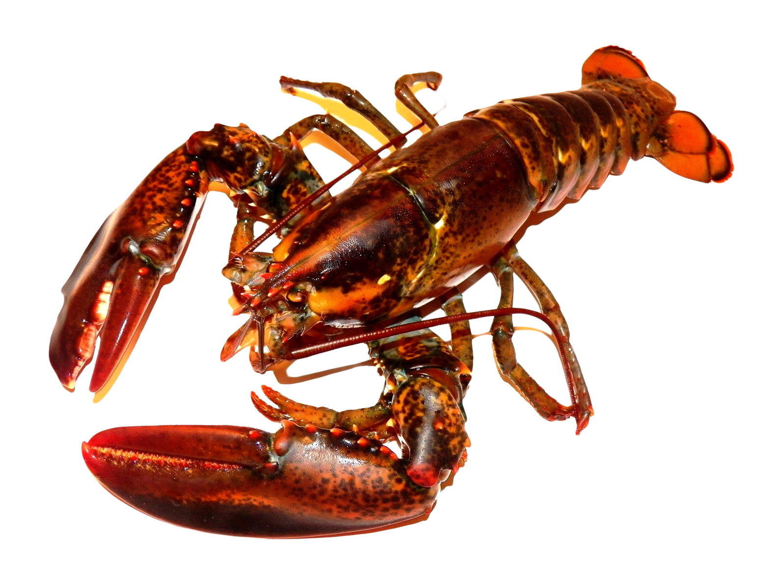 Lobster from West Coast Fish