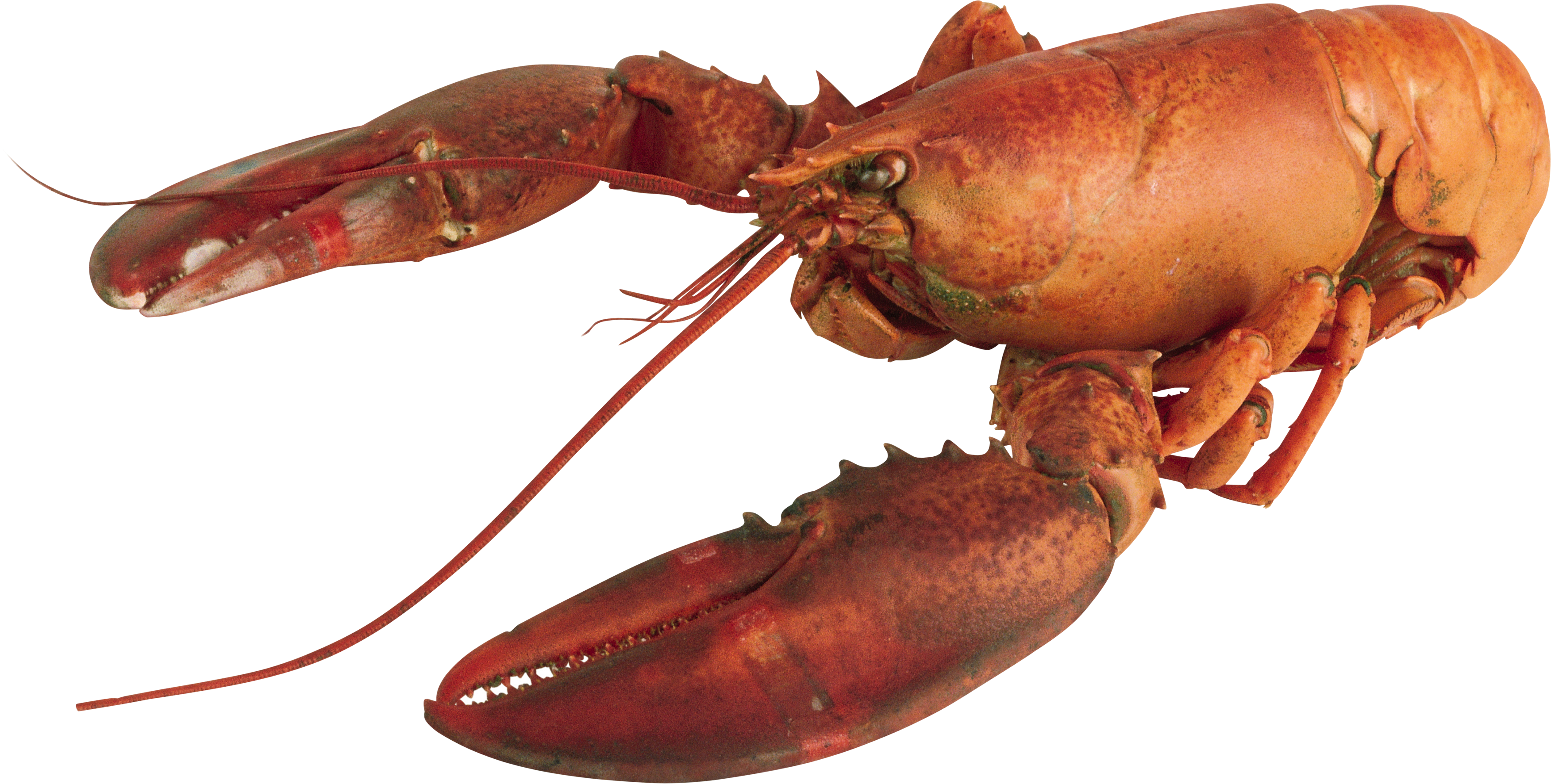 Lobster HD PNG - 119387