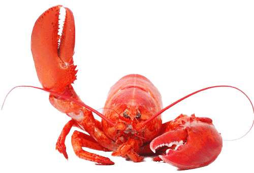 Lobster png by AbsurdWordPref