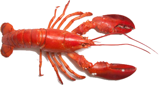 bright red lobster,hd