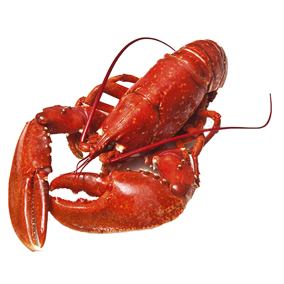 Lobster HD PNG - 119381