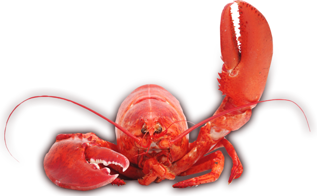 Lobster HD PNG - 119385