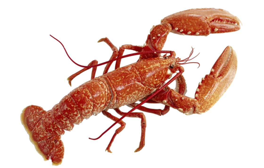 Lobster HD PNG