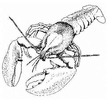 Lobster PNG Black And White - 45155