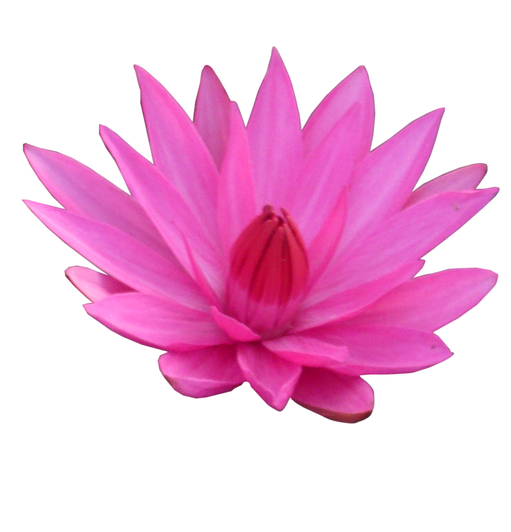 lotus flower isolated on whit