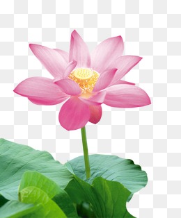 Lotus Flower PNG HD - 130886