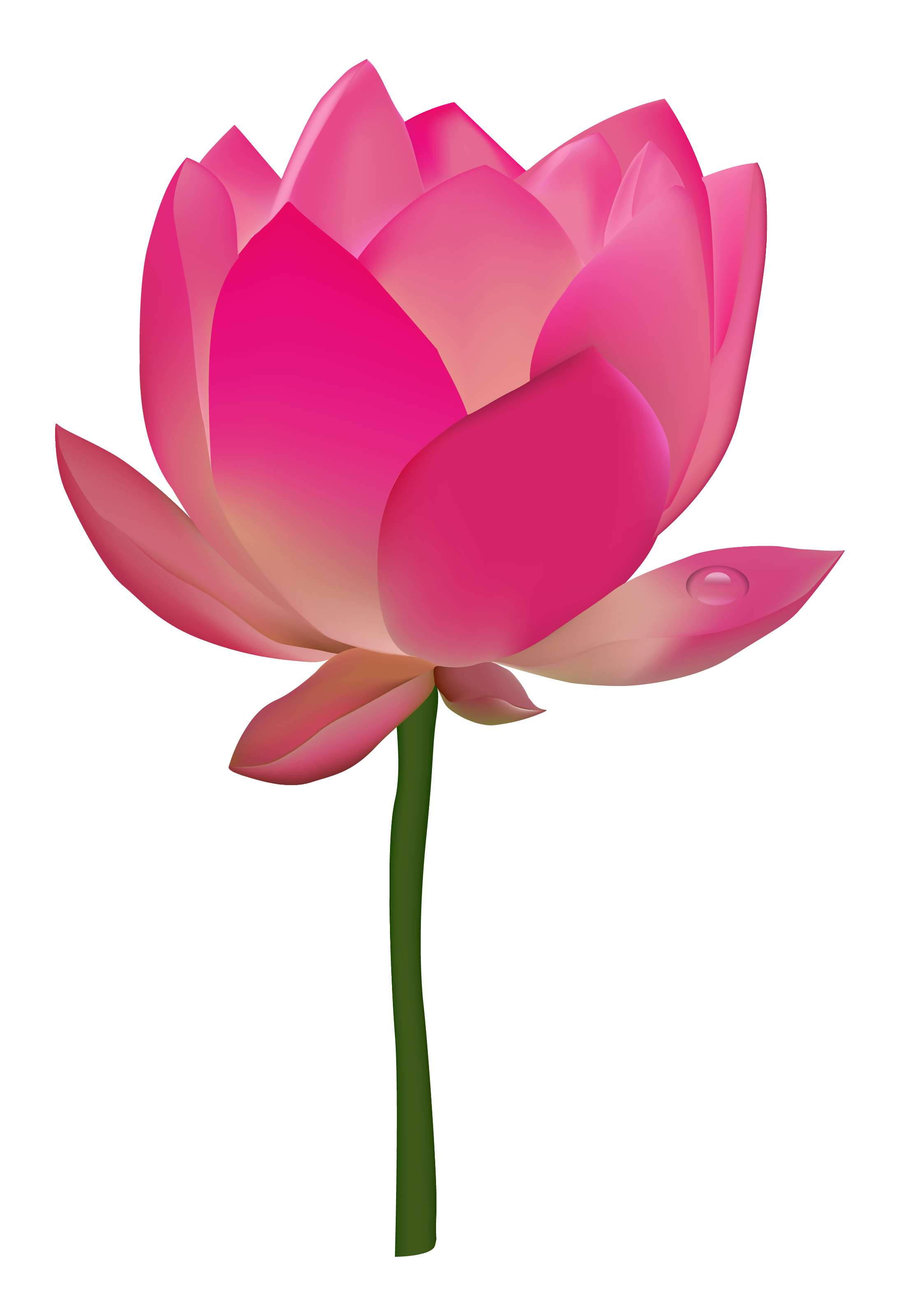 lotus flower isolated on whit