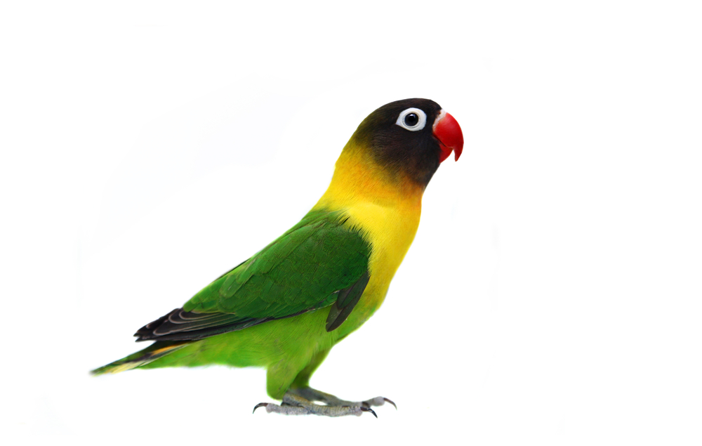 Lovebird PNG HD - 138950