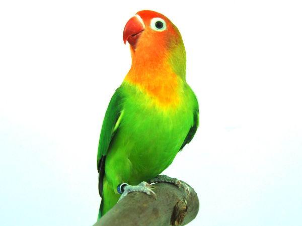 Lovebird PNG HD - 138953