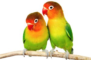 Lovebirds PNG HD - 142814