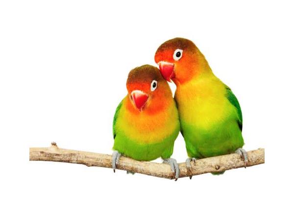 Lovebirds PNG HD - 142819