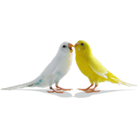 Digital Art on lovebird-lover