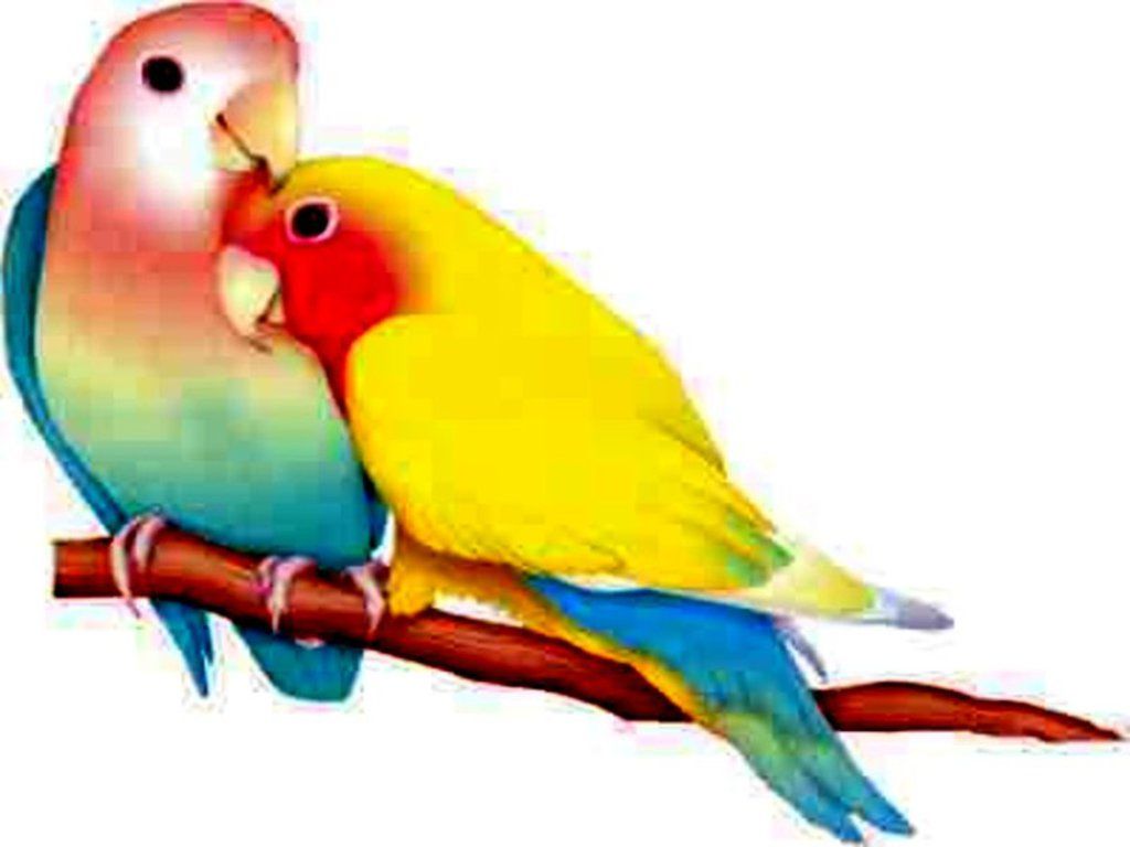 vector love birds hand-painte