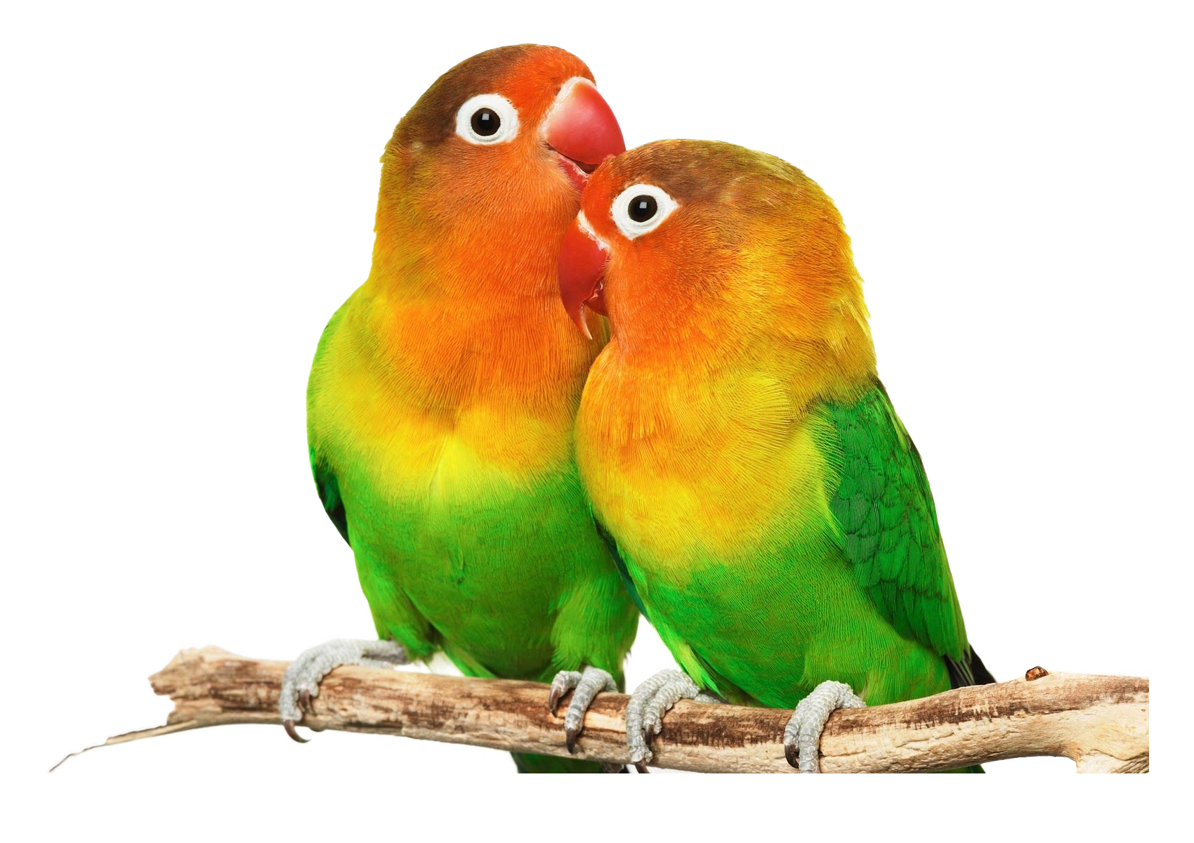 Digital Art on lovebird-lover