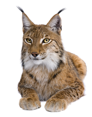 File:Spanish Lynx (Aurora Des