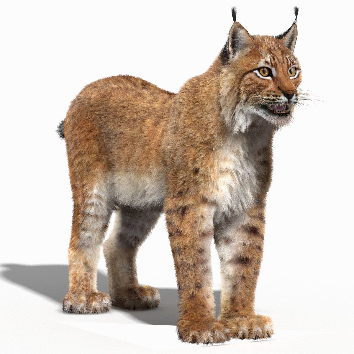 Lynx PNG - 13714