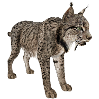 eurasian lynx fur 3d model