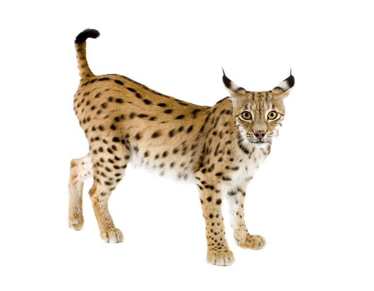 Lynx PNG - 13717