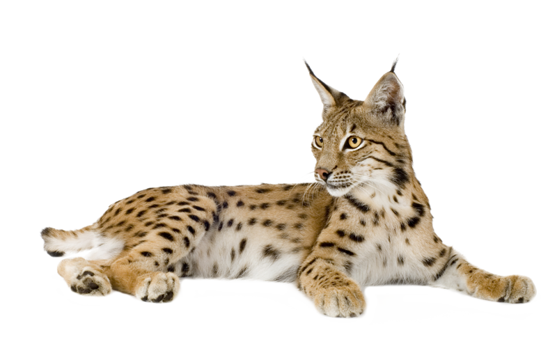 eurasian lynx fur 3d model