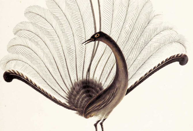 Lyrebird display