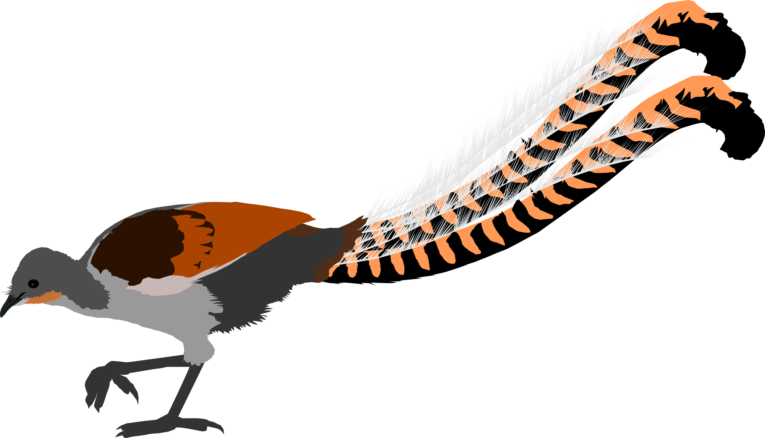 Lyrebird PNG - 46439
