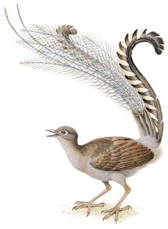 Lyrebird PNG - 46436