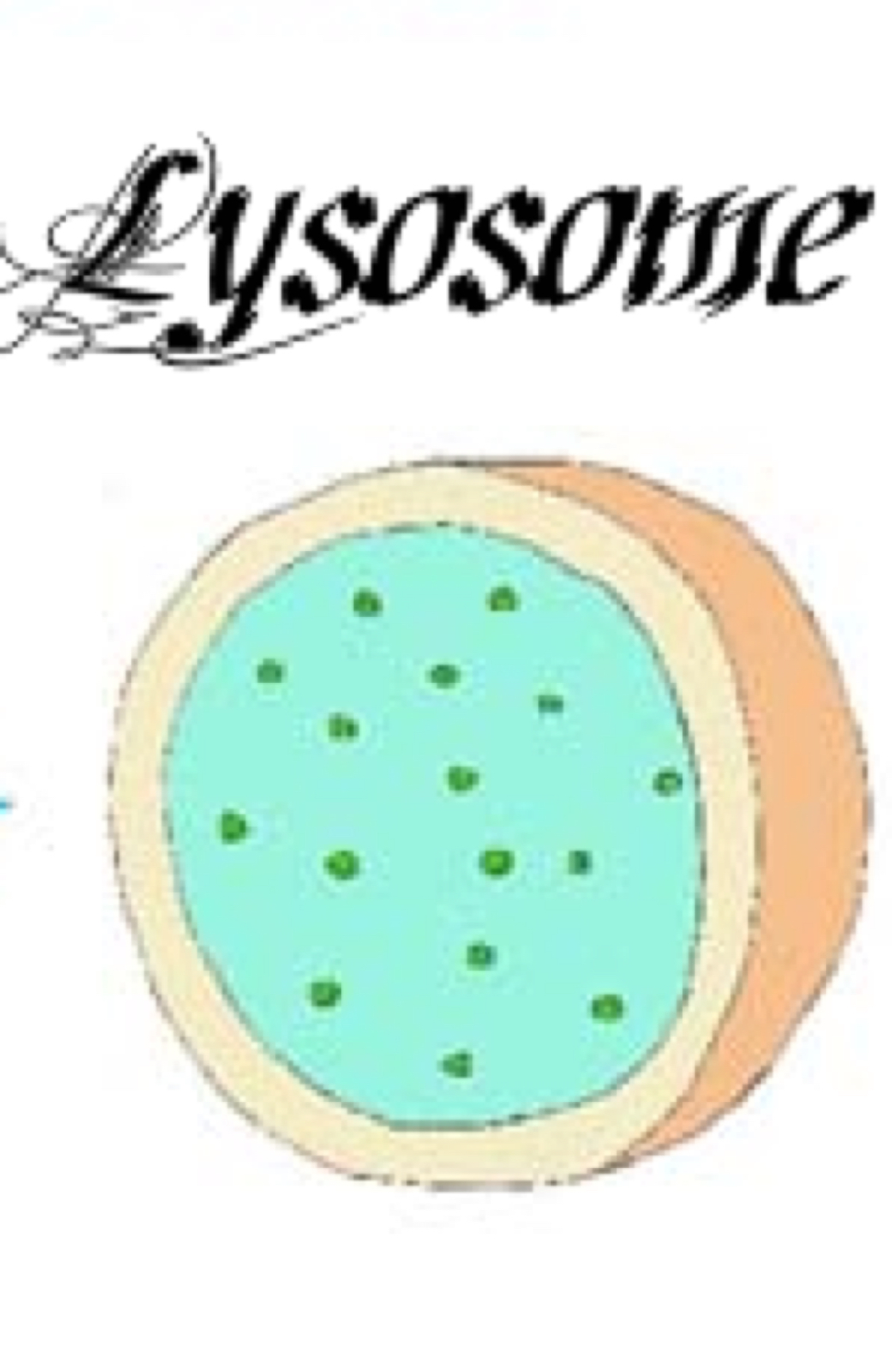 Lysosome PNG - 61191