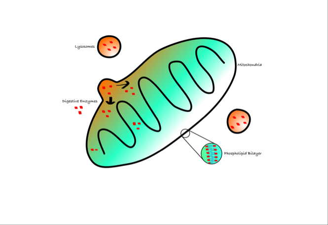 Lysosome PNG - 61194