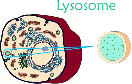 Lysosome PNG