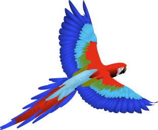Macaw PNG - 5244