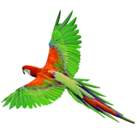 Macaw PNG - 5240