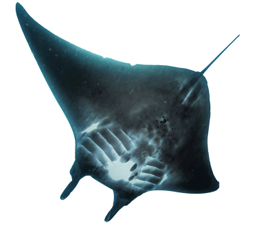 Collection of Manta Ray PNG. | PlusPNG